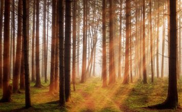 48-godišnjak s područja Gospića krao drva